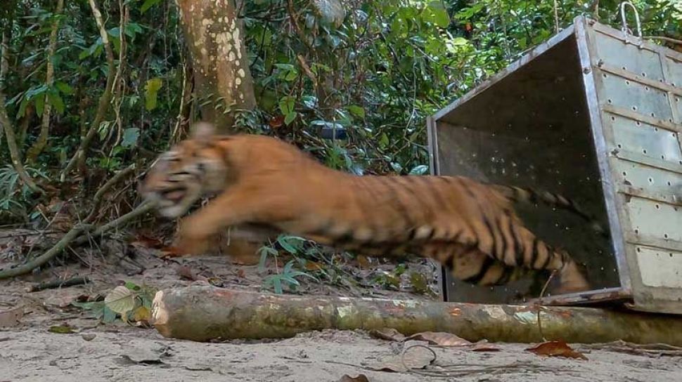 Detail Cara Belajar Silat Harimau Sendiri Di Rumah Nomer 36