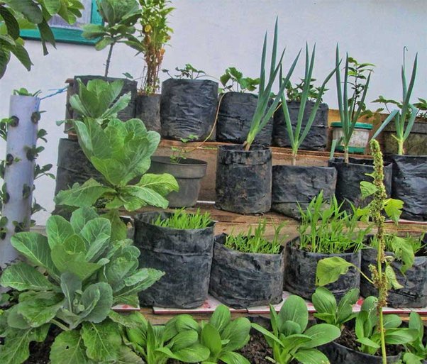 Detail Cara Berkebun Di Halaman Rumah Nomer 46