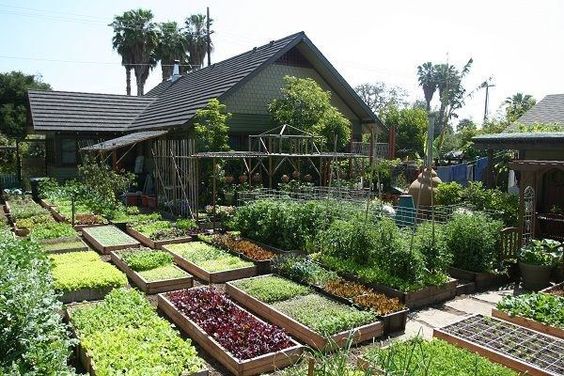 Detail Cara Berkebun Di Pekarangan Rumah Nomer 15