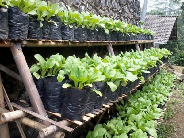 Detail Cara Berkebun Di Pekarangan Rumah Nomer 32