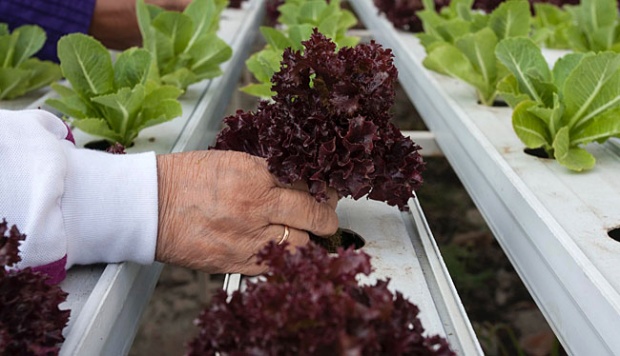 Detail Cara Berkebun Hidroponik Sederhana Di Rumah Nomer 41