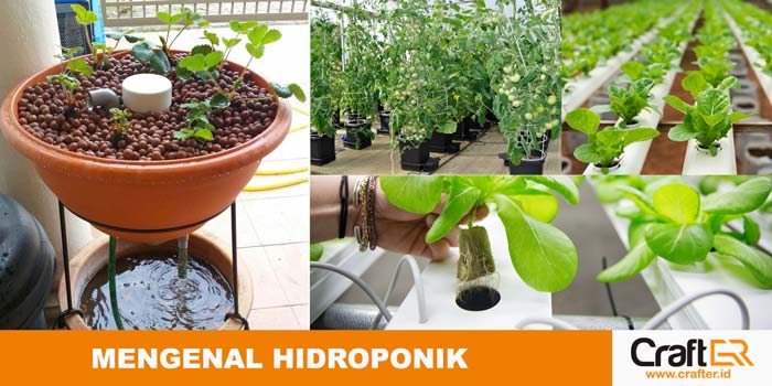 Detail Cara Berkebun Hidroponik Sederhana Di Rumah Nomer 44