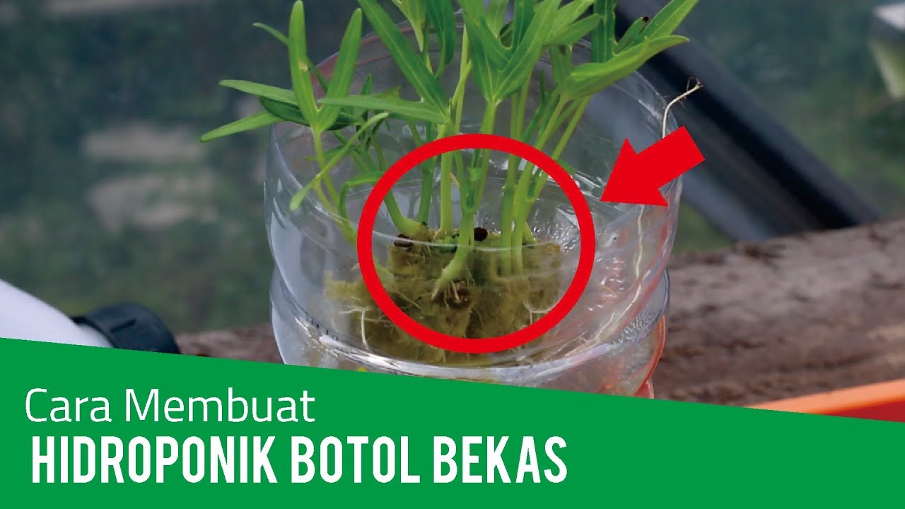 Detail Cara Berkebun Hidroponik Sederhana Di Rumah Nomer 47