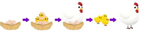 Detail Cara Berkembang Biak Ayam Nomer 23