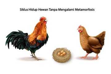 Detail Cara Berkembang Biak Ayam Nomer 42