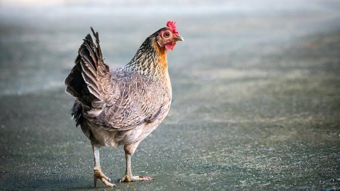 Detail Cara Berkembang Biak Ayam Nomer 51