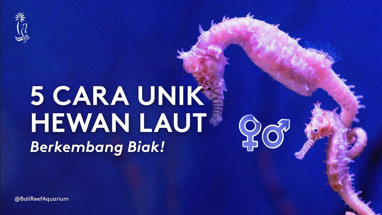 Detail Cara Berkembang Biak Kuda Nomer 18