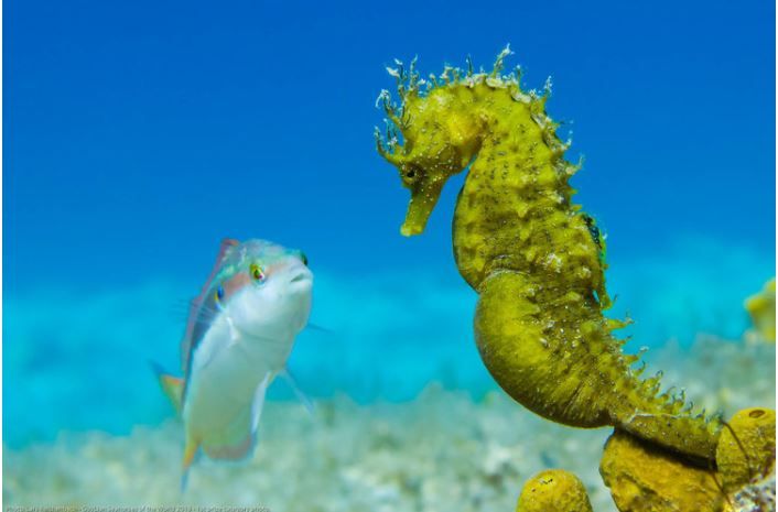 Detail Cara Berkembang Biak Kuda Laut Nomer 19