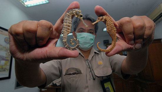 Detail Cara Berkembang Biak Kuda Laut Nomer 30