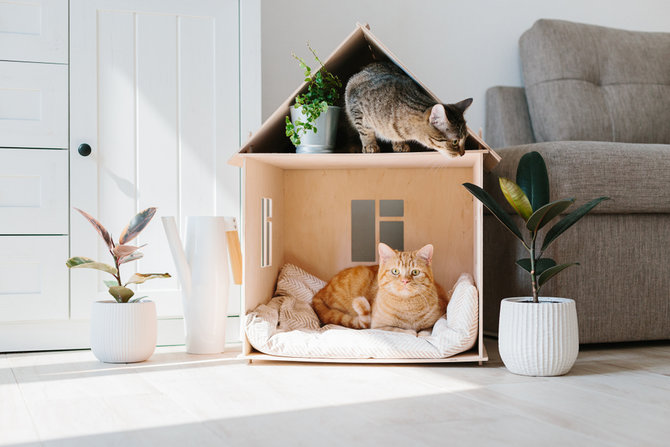 Detail Cara Buat Rumah Kucing Nomer 21