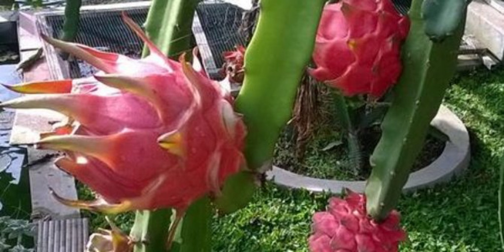 Detail Cara Budidaya Buah Naga Di Pekarangan Rumah Nomer 11