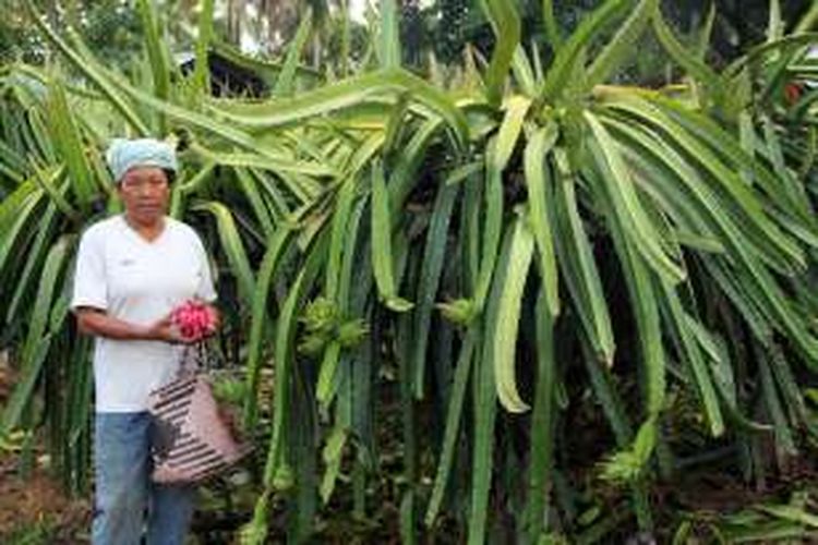 Detail Cara Budidaya Buah Naga Di Pekarangan Rumah Nomer 23