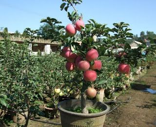 Detail Cara Budidaya Buah Naga Di Pekarangan Rumah Nomer 28