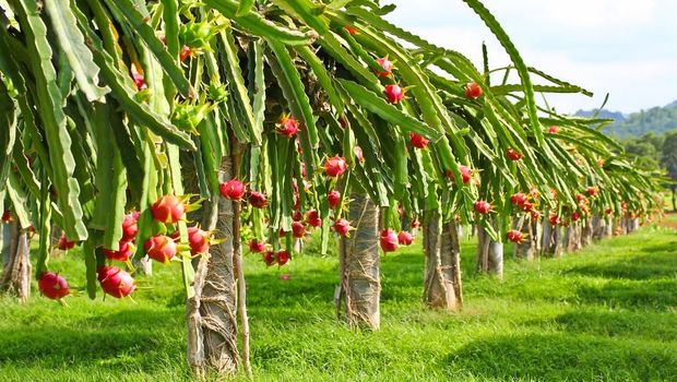 Detail Cara Budidaya Buah Naga Di Pekarangan Rumah Nomer 29