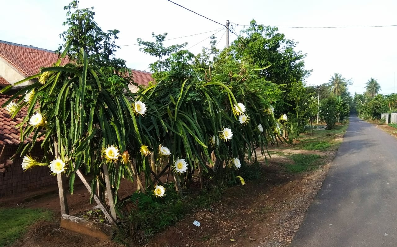 Detail Cara Budidaya Buah Naga Di Pekarangan Rumah Nomer 30