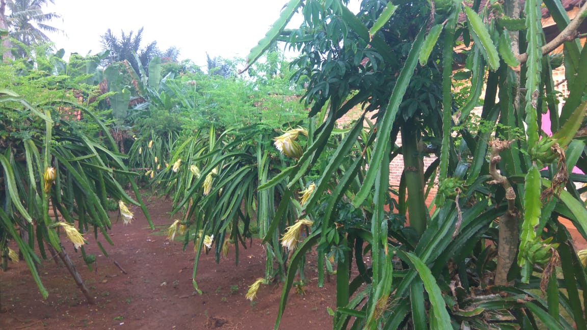 Detail Cara Budidaya Buah Naga Di Pekarangan Rumah Nomer 45