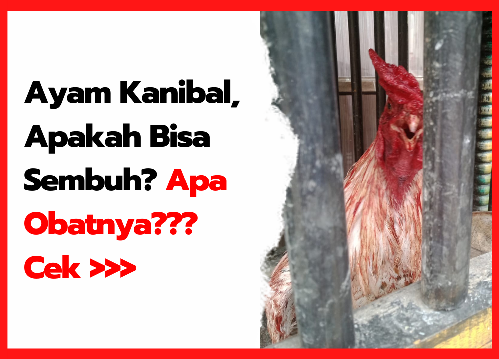 Detail Cara Gambar Ayam Nomer 28