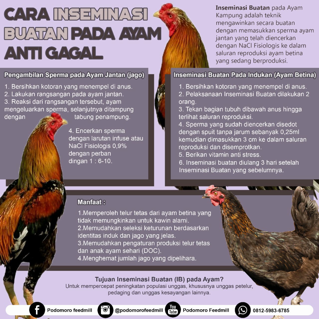 Detail Cara Gambar Ayam Nomer 43