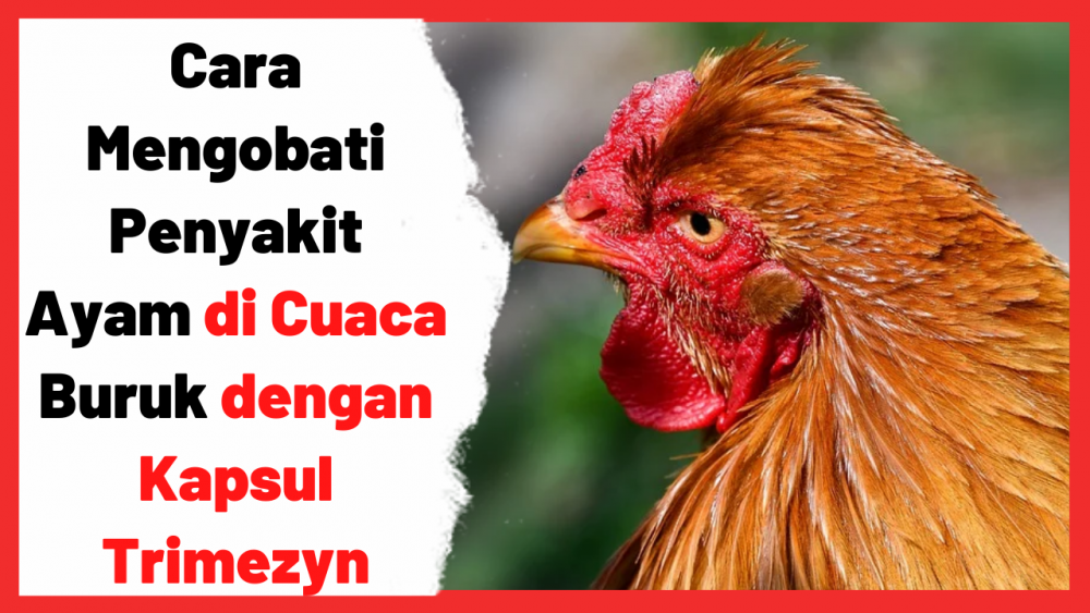 Detail Cara Gambar Ayam Nomer 47