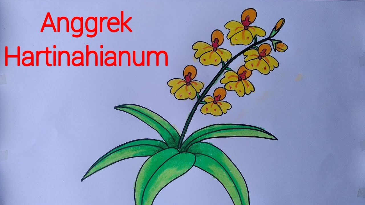 Detail Cara Gambar Bunga Anggrek Nomer 3