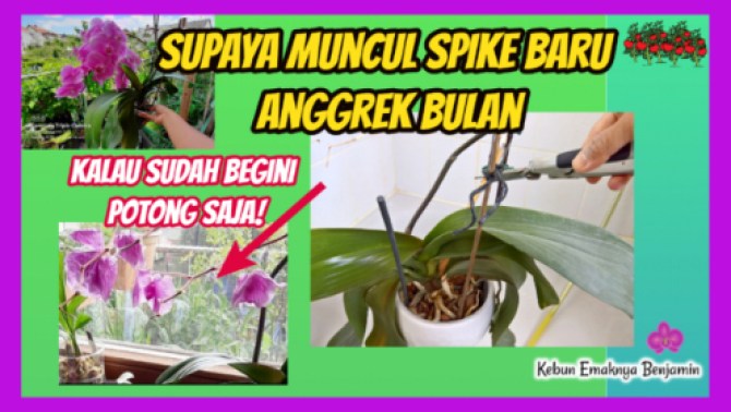 Detail Cara Gambar Bunga Anggrek Nomer 50