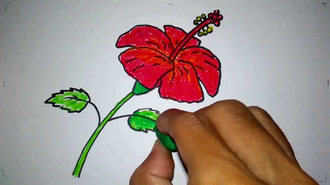Detail Cara Gambar Bunga Kembang Sepatu Nomer 2