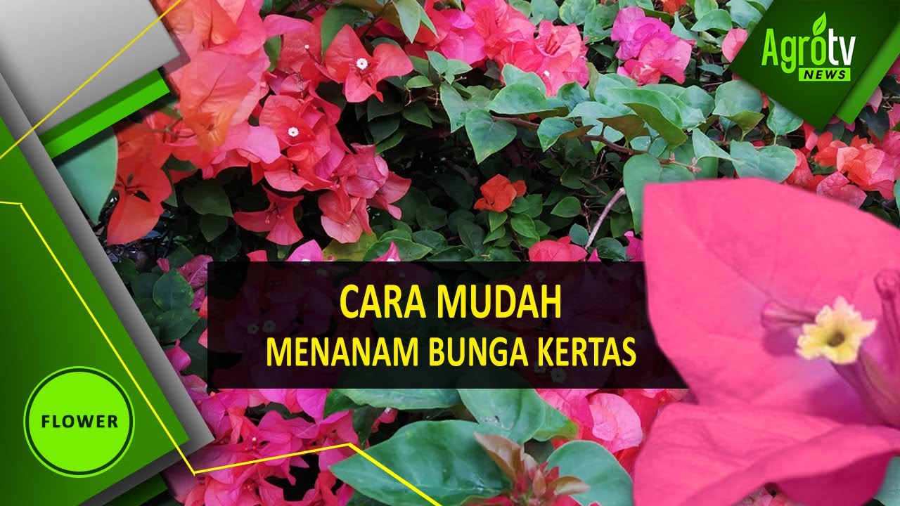 Detail Cara Gambar Bunga Kertas Nomer 53