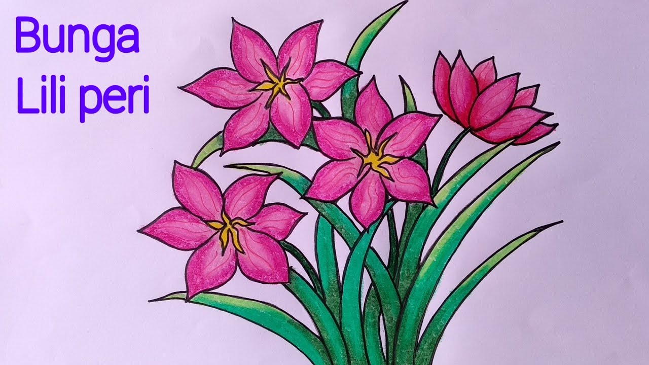Cara Gambar Bunga Lili - KibrisPDR