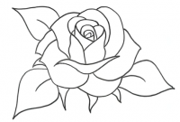 Detail Cara Gambar Bunga Mawar Nomer 22