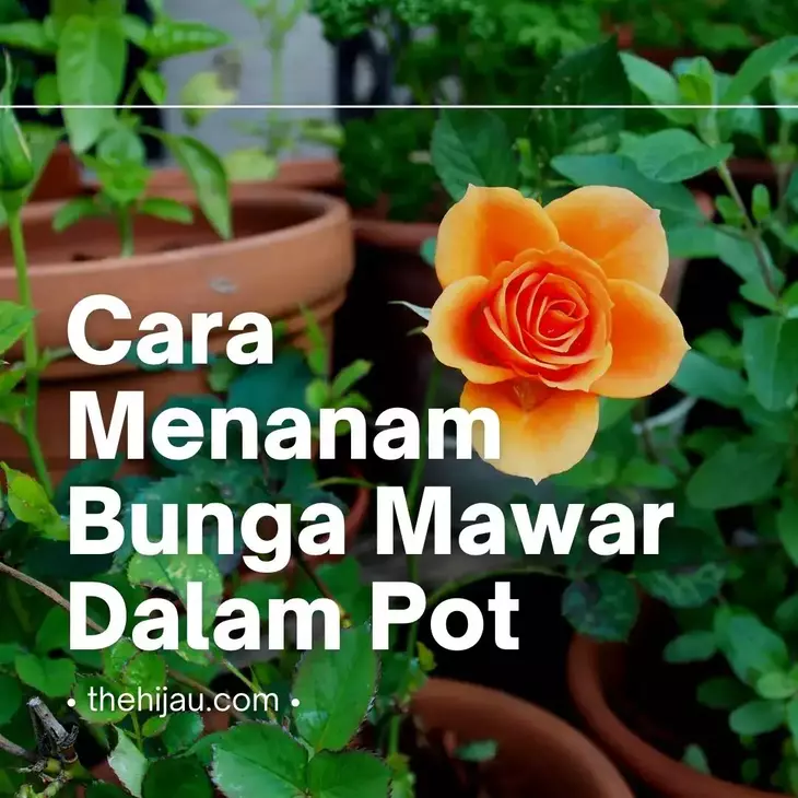 Detail Cara Gambar Bunga Mawar Nomer 38