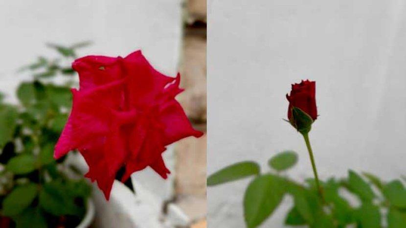 Download Cara Gambar Bunga Mawar Nomer 53
