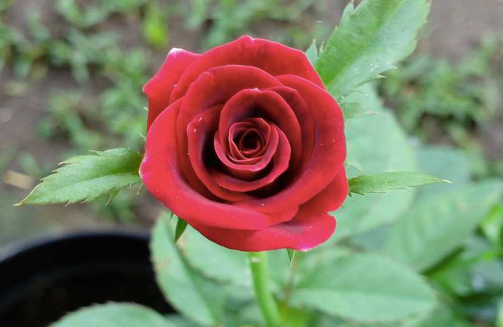 Detail Cara Gambar Bunga Mawar Merah Nomer 18