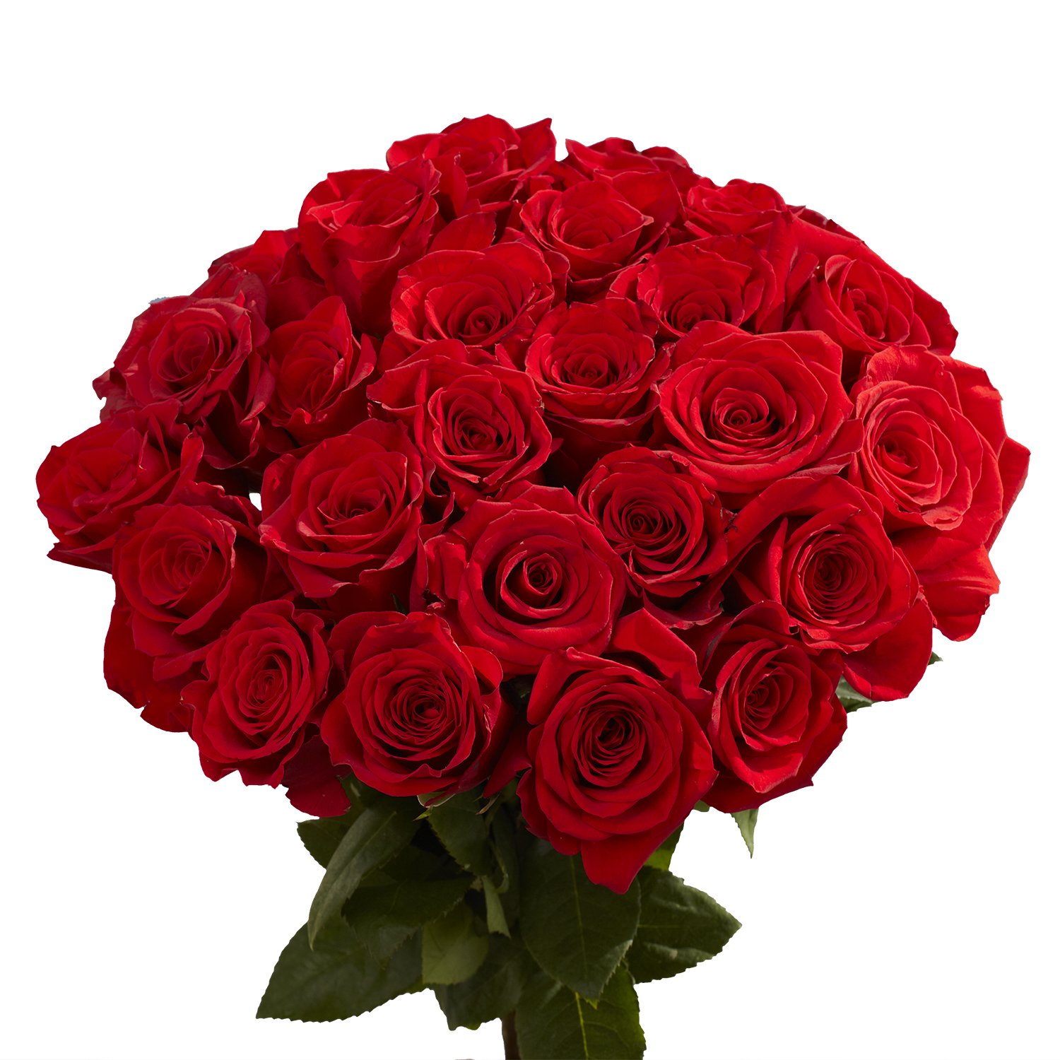 Detail Cara Gambar Bunga Mawar Merah Yang Sangat Cantik Nomer 4