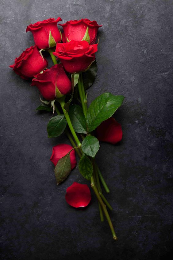 Detail Cara Gambar Bunga Mawar Merah Yang Sangat Cantik Nomer 5
