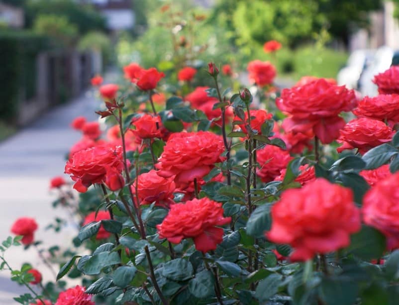 Detail Cara Gambar Bunga Mawar Merah Yang Sangat Cantik Nomer 40