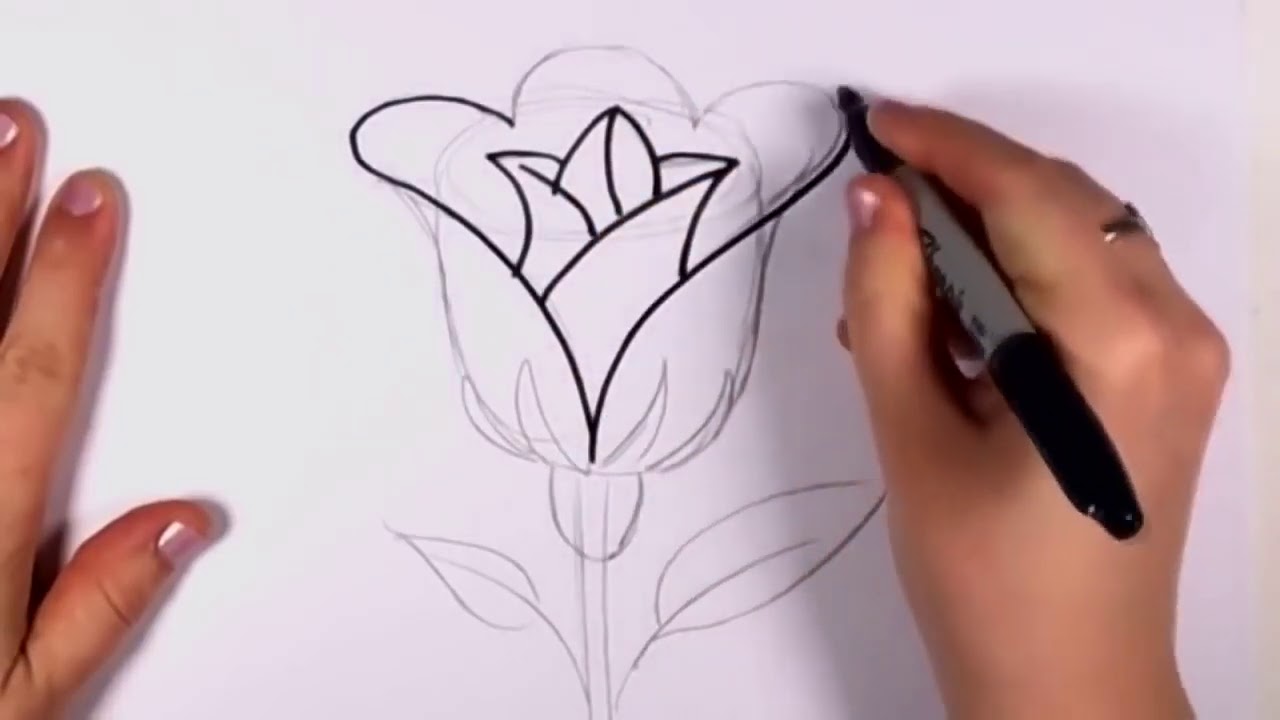Detail Cara Gambar Bunga Mawar Yang Mudah Nomer 7