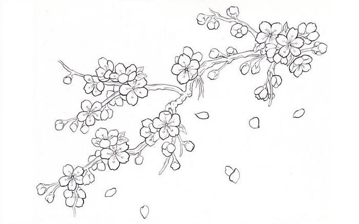 Detail Cara Gambar Bunga Sakura Hitam Putih Nomer 9