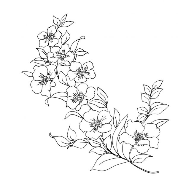 Detail Cara Gambar Bunga Sakura Hitam Putih Nomer 13