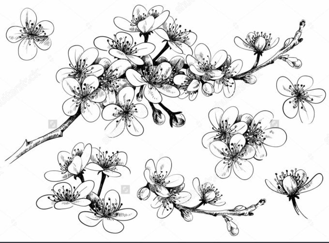 Detail Cara Gambar Bunga Sakura Hitam Putih Nomer 6