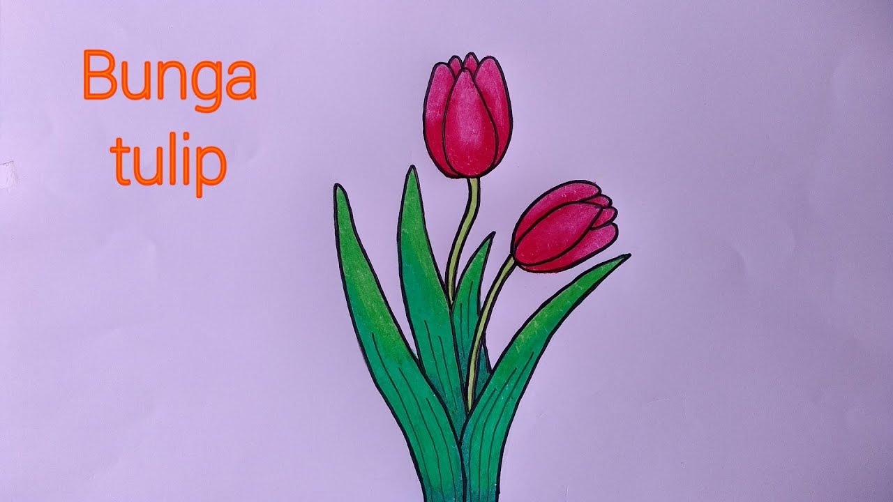 Cara Gambar Bunga Tulip - KibrisPDR