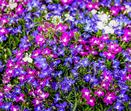 Detail Cara Gambar Bunga Warna Warni Nomer 49
