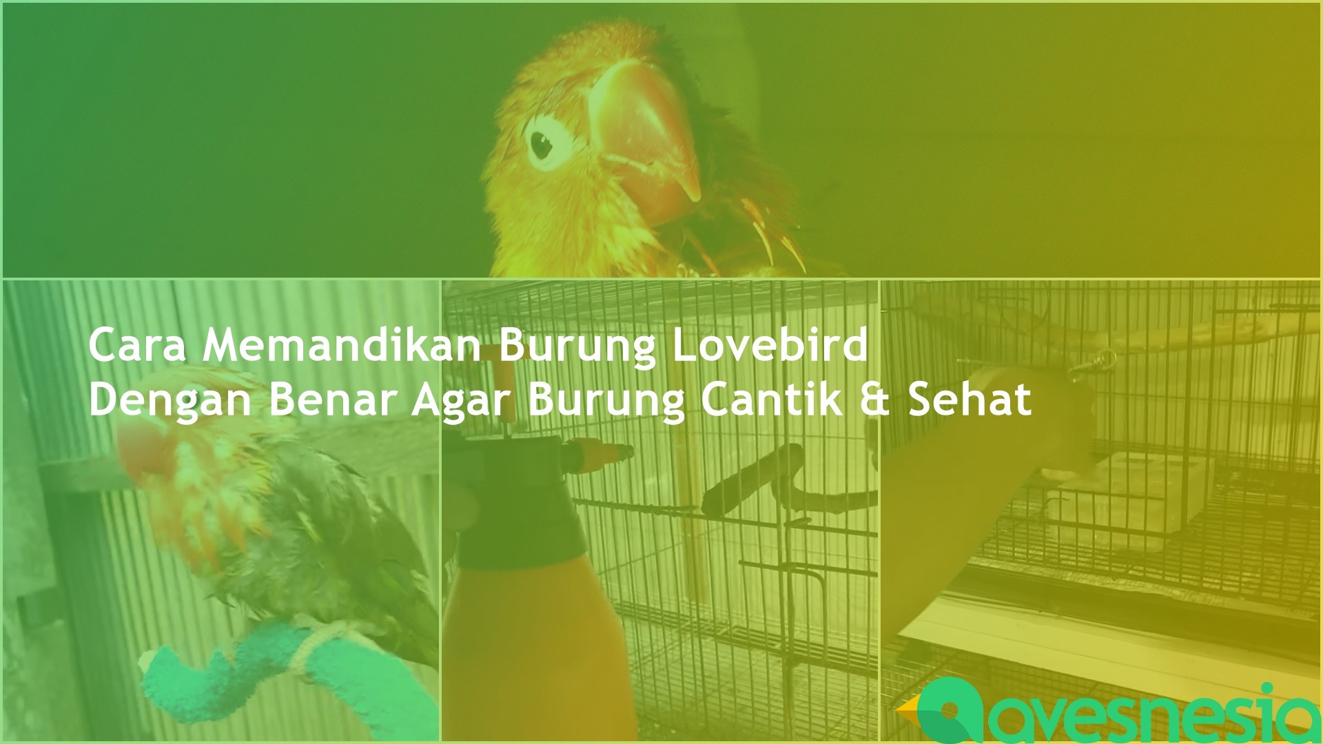 Detail Cara Gambar Burung Nomer 37