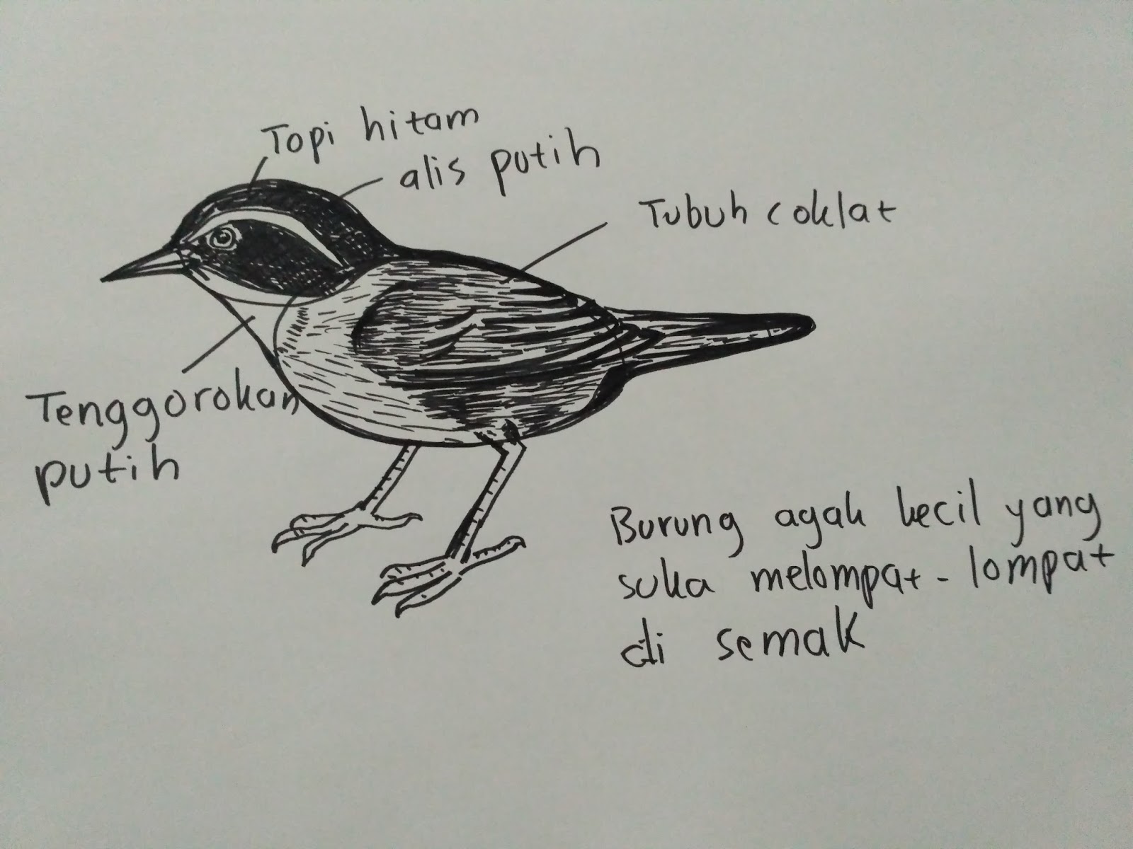 Detail Cara Gambar Burung Nomer 43