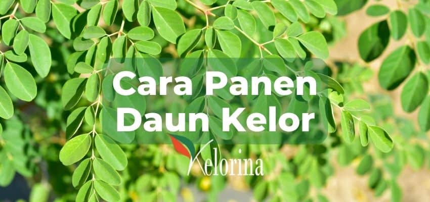 Detail Cara Gambar Daun Nomer 26