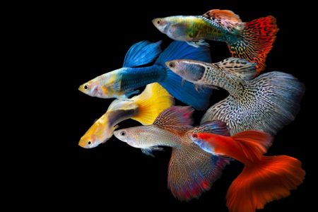 Detail Cara Gambar Ikan Hias Nomer 44