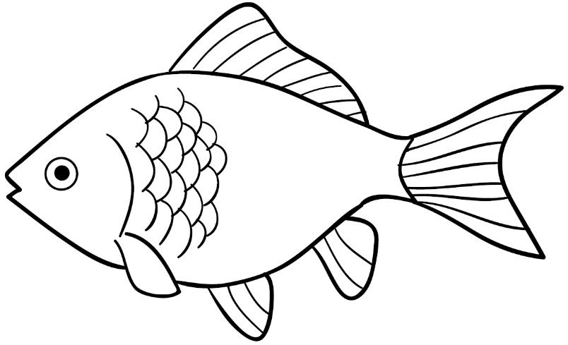 Detail Cara Gambar Ikan Hias Nomer 9