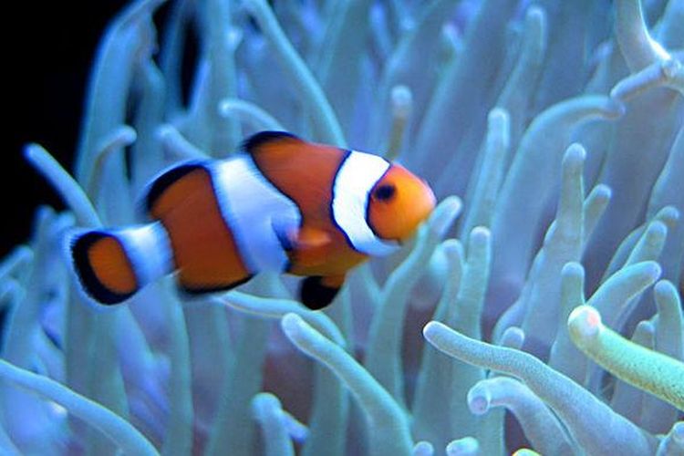 Detail Cara Gambar Ikan Nemo Nomer 23