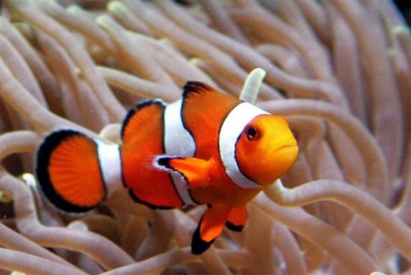 Detail Cara Gambar Ikan Nemo Nomer 25