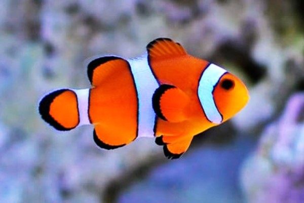 Detail Cara Gambar Ikan Nemo Nomer 28