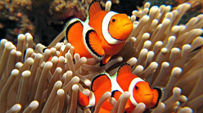 Detail Cara Gambar Ikan Nemo Nomer 35